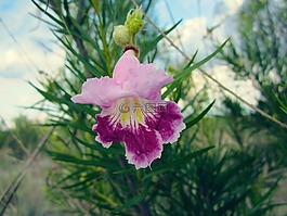 花,紫色,開花