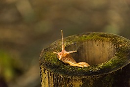性質(zhì),蝸牛,竹