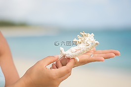 珊瑚,手,海