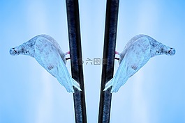 背景,鏡像,反思