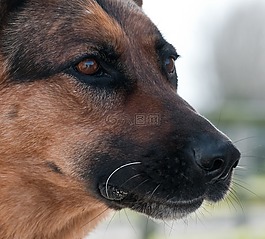 狗,德國(guó)牧羊犬,特寫