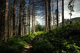 冬奧會,波蘭,czarwone 山谷
