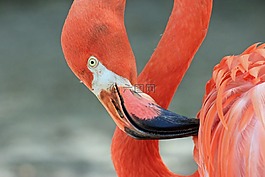 火烈鳥,鳥,自然