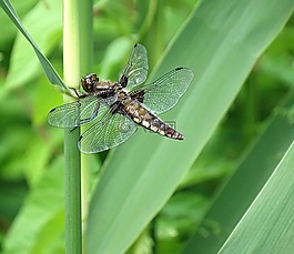 蜻蜓,性質(zhì),關(guān)閉