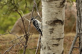 啄木鳥,鳥,樹