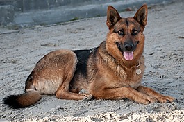 狗,德國(guó)牧羊犬,躺在