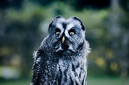 貓頭鷹,鳥,野生動物
