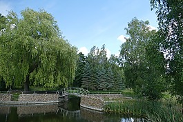 景觀,池塘,森林
