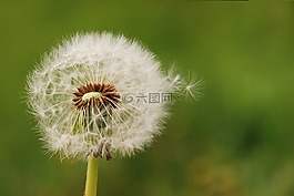 蒲公英,花,草地