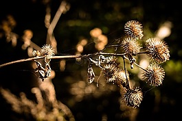 秋,水飛薊,大自然
