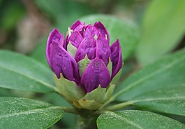 杜鵑,芽,特寫