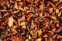 秋季,葉,大自然