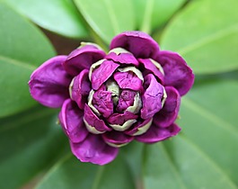 杜鵑,花,芽