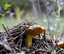 蘑菇,野生,真菌