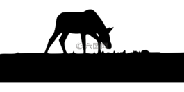 馬,馬雷,種馬