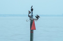 鵜,海洋,野生動(dòng)物
