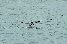 鵜,海洋,野生動(dòng)物