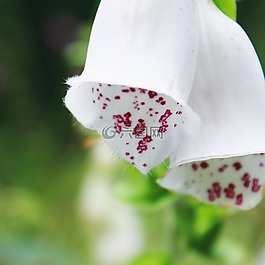 頂針,花,開花