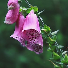 頂針,花,開花