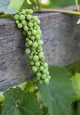 葡萄,藤,葡萄酒