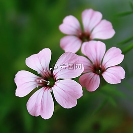 花,鮮花,紫