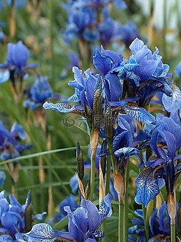自然,花,鳶尾花