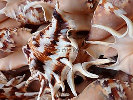 外殼,海,海灘
