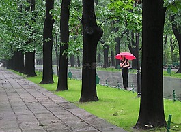 雨,女子,夫人