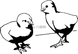 小雞,家禽,雞