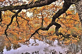 樹,秋季,大自然