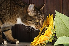 貓,太陽花,花