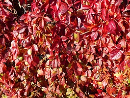 秋季,葉子,紅色