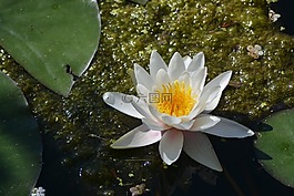 莲花,花,白