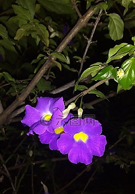 花巖石,精巧,護(hù)目鏡