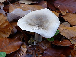 秋季,森林,蘑菇