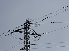 鳥,電纜,電源線