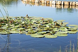睡蓮,池塘,開花