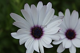 花,迦太基,突尼斯