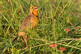 鳥,南非,rietvlei 自然保護(hù)區(qū)
