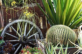 苗圃,植物,仙人掌