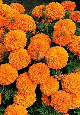 crisantemo,花,死亡