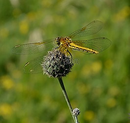 蜻蜓,昆蟲(chóng),性質(zhì)