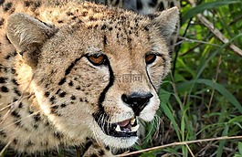 野生動物,獵豹,非洲