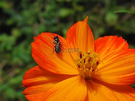 花,蜜蜂,橙色