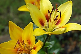 黃禮,花,黃色
