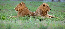 野生動物,獅子,非洲