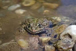 青蛙,蛙眼