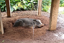 泰國,該部落的人民在泰國,旅游