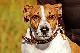杰克羅素,小獵犬,狗