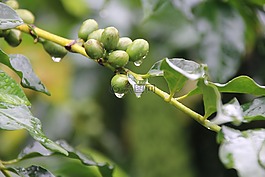 泰國,該部落的人民在泰國,旅游